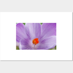 Crocus  'Queen of the Blues'  Dutch crocus. Posters and Art